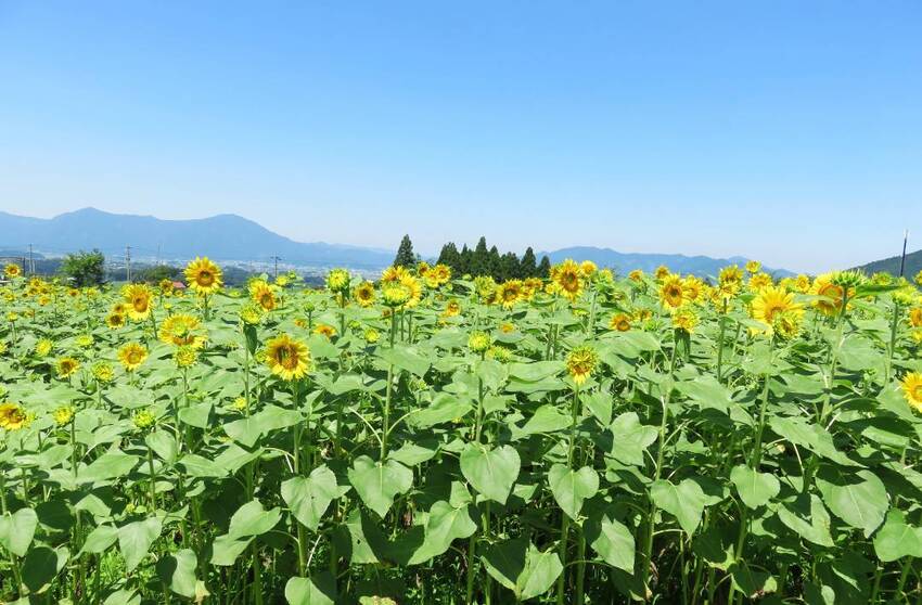 福井・里山散策の旅 のイメージ