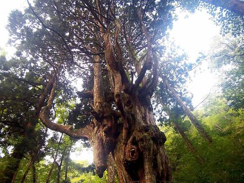 岩倉の乳房杉(ちちすぎ)