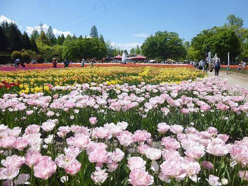 砺波チューリップ公園