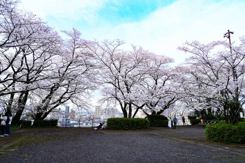 いろは坂桜公園