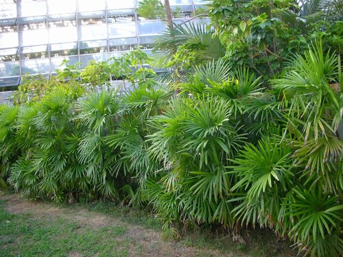 咲くやこの花館