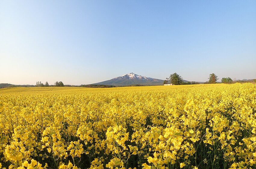 菜の花畑